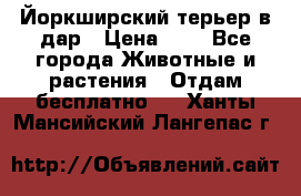 Йоркширский терьер в дар › Цена ­ 1 - Все города Животные и растения » Отдам бесплатно   . Ханты-Мансийский,Лангепас г.